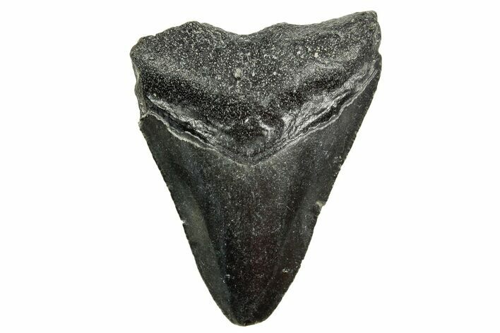 Juvenile Megalodon Tooth - North Carolina #361674